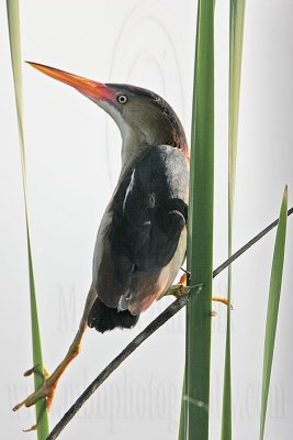 Least_Bittern_MG_9724 800.jpg