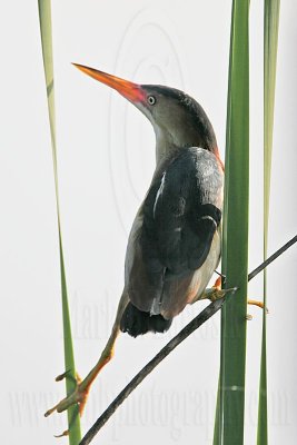 Least_Bittern_MG_9728 800.jpg