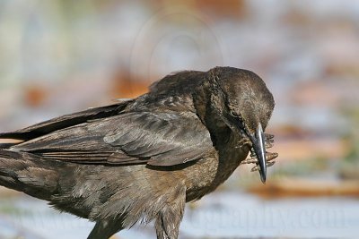 Great-tailed Grackle_5960_800.jpg