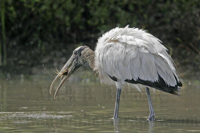 _MG_5639_Wood_stork.jpg