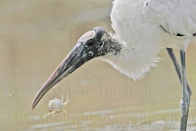 _MG_5858_Wood_stork.jpg