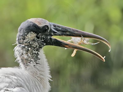 _MG_5865_Wood_stork.jpg