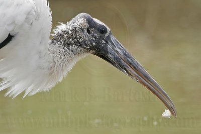 _MG_5967_Wood_stork.jpg