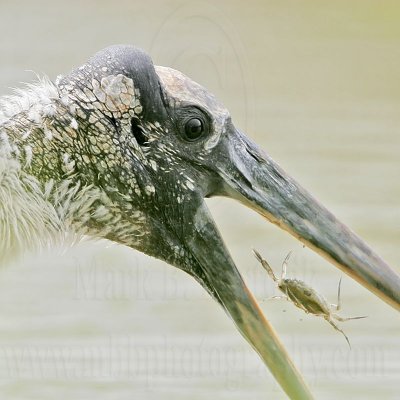 Wood stork: Food