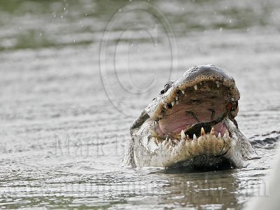 _MG_5047_American_alligator.jpg