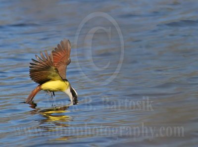 3736758_Great_Kiskadee.jpg