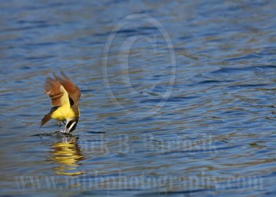 3736761_Great_Kiskadee.jpg