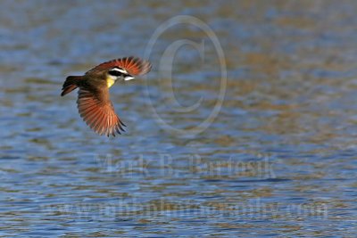 3738641_Great_Kiskadee.jpg