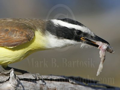 4004456_Great_Kiskadee.jpg
