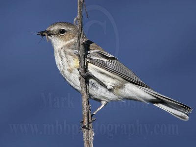 4146613_Yellow-rumped_Warbler.jpg