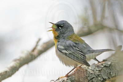 4266373-Northern Parula.jpg