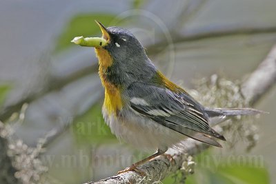 4266375-Northern Parula.jpg