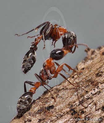 Special Project: Pseudomyrmex gracilis - Mexican twig ant