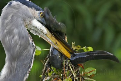 _MG_7592_Great_Blue_Heron.jpg