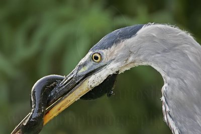 _MG_7634_Great_Blue_Heron.jpg