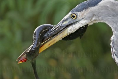 _MG_7637_Great_Blue_Heron.jpg