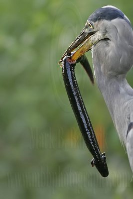 _MG_7781_Great_Blue_Heron.jpg