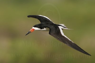 _MG_3989-Black Skimmer.jpg