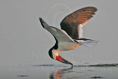 _MG_7664-Black Skimmer.jpg