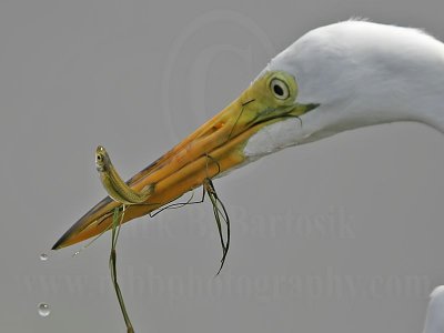 _MG_4805-Great Egret.jpg
