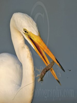 _MG_8269-Great Egret.jpg