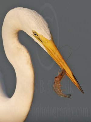 _MG_8288-Great Egret.jpg