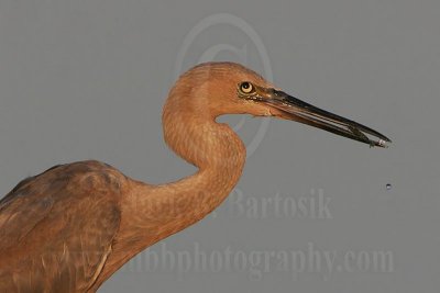 _MG_6199-Reddish_Egret.jpg