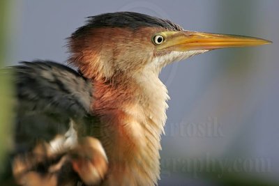 Least_Bittern_MG_9690.jpg