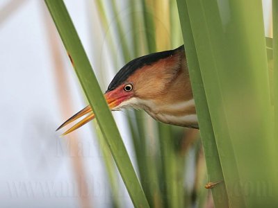 Least_Bittern_MG_9900.jpg