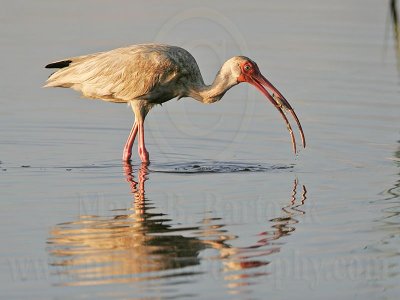 _MG_4526_White_Ibis.jpg