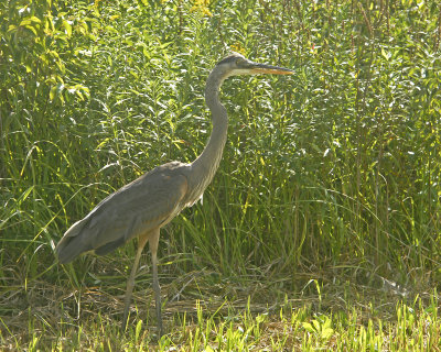 Sandhill Crane