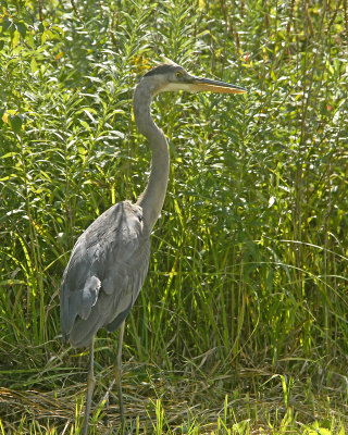 Sandhill Crane