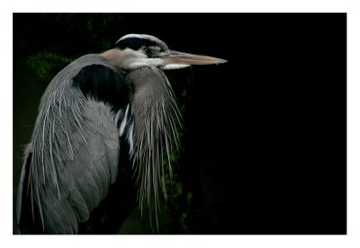 Heron - Stanley Park