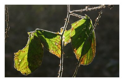 Charnwood - Outwoods