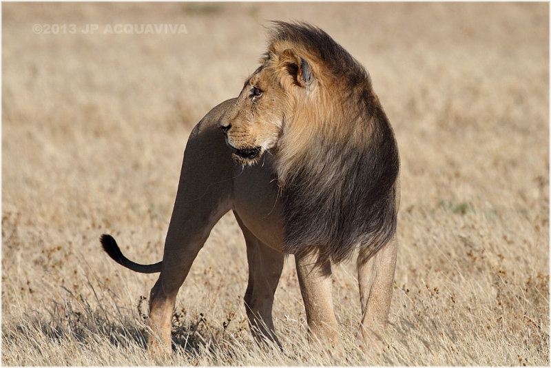 Kalahari lion 7764