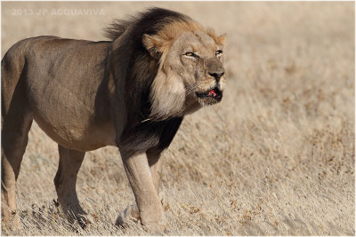Kalahari lion 7770