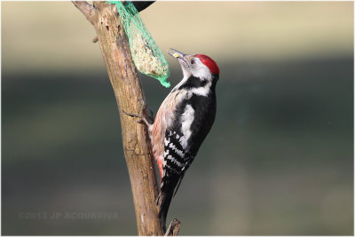 Pic epeiche - Great spotted woodpecker 2.JPG