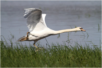 Cygne  lenvol - Swan take off.JPG