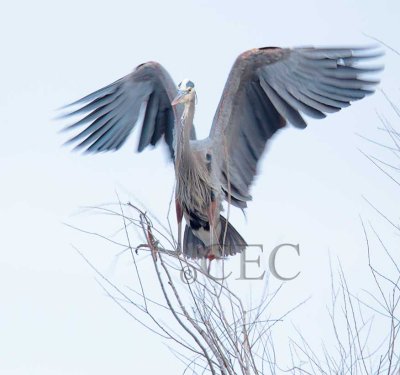 Great Blue Heron, balancing on limb  AEZ31989 copy.jpg
