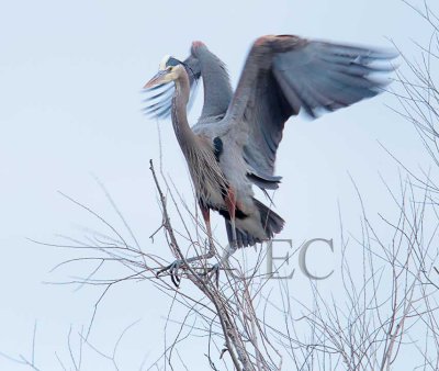 Great Blue Heron, balancing on limb  AEZ32001 copy.jpg