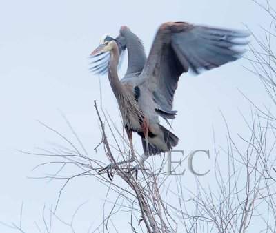 Herons General
