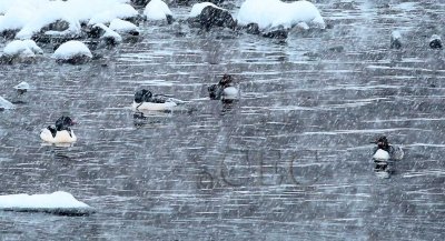 Mergansers