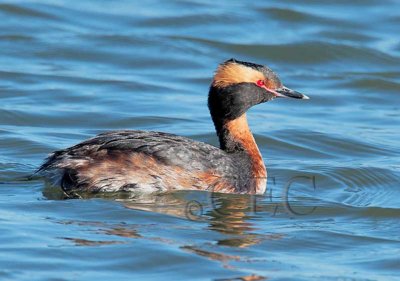 Horned Grebe, breeding plumage _EZ64207 copy.jpg