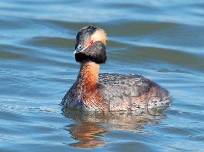 Horned Grebe, breeding plumage _EZ64210 copy.jpg