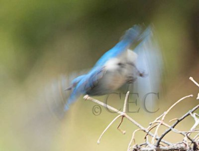 Mountain Bluebird, male  _EZ65967 copy.jpg
