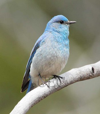 Mountain Bluebird, male, Audubon filedtrip  _EZ66010 copy.jpg