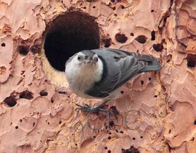 White-breasted Nuthatch, Audubon fieldtrip  _EZ66074 copy.jpg