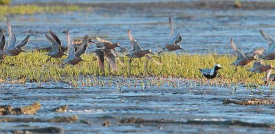 Red Knots and Black Plover _EZ64389.jpg