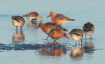 Red Knots (with Dunlin)_EZ64708 copy.jpg