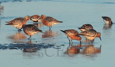 Red Knots (with Dunlin and Western Sandpiper) _EZ64709 copy.jpg